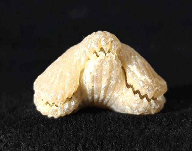Cyclothyris vespertilio (BROCCHI 1813) - Bild © FossNet FossilienStore